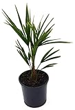winterharte Chinesische Hanfpalme (Trachycarpus fortunei) (30-40cm hoch)