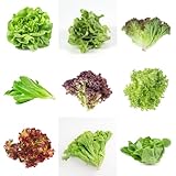 kopfsalat winterhart, salat mini gewächshaus, garten pflücksalat exotische, alte sorten zimmer, 350samen