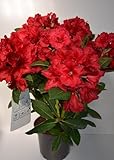 Rhododendron Red Jack 40-50 cm im 5 Liter Pflanzcontainer