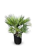 Chamaerops Humilis - Europäische Zwergpalme - Immergrüne winterharte Palme - 80 cm hoch inklusive Topf