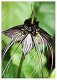 Tropica - Schwarze Fledermausblume (Tacca chantrieri 'Pure Black') - 10 Samen