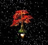 Brick Shine GC Licht-Set für Lego Japanischer Bonsai-Baum aus rotem Ahorn 10348 (Lego-Set ist nicht im Lieferumfang enthalten) (Classic)