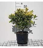 Euonymus jap. 'Aureomarginatus' ('el. aureus') - Korkflügelstrauch 40-50 cm Container