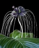 Stolze Schwarze Fledermauslilie Tacca chantrieri Bat Plant 10 Samen selten