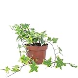 Gemeiner Efeu bunt - pflegeleichte Zimmerpflanze, Hedera helix - Höhe ca. 25 cm, Topf-Ø 13 cm