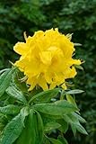 Rhododendron luteum 'Goldstück' 30–40 cm – Winterhart, Mehrjährig, Pflegeleicht – Gelber Rhododendron – Blütenstrauch für Garten & Beet