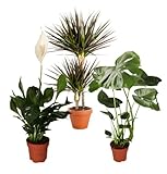 Pflanze Plus Pflanzen-Set | 3er-Set Luftreiniger | Monstera, Spathiphyllum, Drachenbaum | Ø 40–70 cm | Qualität vom Profi | Raumbegrünung | Pflanzen für Wohnung und Büro