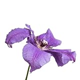 clematis winterharte stauden seltene exotische hängepflanzen winterhart mehrjährig, garten deko balkonpflanzen winterhart, winterharte 1zwiebeln