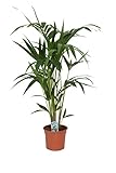Kentia Palme (Howea forsteriana) 100-120 cm - Robuste Zimmerpflanze für Innenräume - Pflegeleichtes Dekoelement für Wohnzimmer, Büro und Schlafzimmer