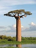 5 Adansonia grandidieri Samen, Grandidier Baobab, Giant Baobab Seeds