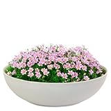 matches21 Pflanzschale für draußen - große Vintage Dekoschale beige-grau marmoriert als Blumentopf Pflanztopf - Schale in 30 x 9 cm als Garten Vogeltränke Balkon-Deko oder Friedhof Grabschale