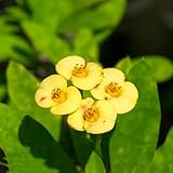 christusdorn - kübelpflanzen frühlingsblumen wildblumenwiese mehrjährig exotische wildblumensamen topfpflanzen - Seltene 550samen