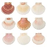 GEFIRE 10 Stück Große Größe ca 10-12 cm Muschelschale Muscheln Groß Jakobsmuschel Natürliche Muschelschale Jakobsmuschel Tasche Küche Dekoration Handwerk Vorspeise Teller Snack Dekoration