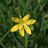 zephyranthes zwiebeln - winterharte pflanzen für garten, balkonblumen zephyranthes blumenzwiebeln blumenzwiebel pflanzer, frühlingsblumen seltene pflanzen, blumen balkon 6pcs