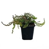 24 Stück Juniperus Green Carpet von INTRAGARTEN | immergrüner und winterharter Kriechwacholder im Topf