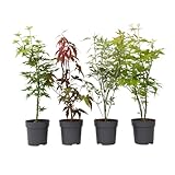 Plant in a Box - Acer palmatum - Japanischer Ahorn Baum Winterhart - 4er Set - Acer palmatum 'Atropurpureum', 'Going Green', 'Orange Dream', 'Butterfly' - Topf 10,5cm - Höhe 25-40cm