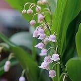 Maiglöckchen Zwiebeln Winterhart Mehrjährig, geschenke für gärtner blumenzwiebeln frühblüher bodendecker pflanzen für sonnige plätze blumendeko seltene pflanzen geschenke für 22pcs