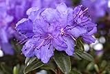 Rhododendron impeditum 'Saint Merryn' 15–20 cm – Winterhart, Immergrün, Mehrjährig – Zwerg-Rhododendron – Kübelpflanze für Terrasse & Balkon