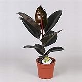 „Gummibaum Ficus Elastica Abidjan 30-40 cm cm – Robuste Zimmerpflanze für Wohn- und Bürodekoration, pflegeleicht, luftreinigend, ideal für helles Licht
