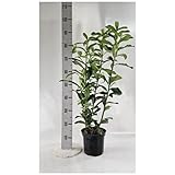 50st. Kirschlorbeer Elly 70-100cm ohne Topf gemessen Heckenpflanzen in super Baumschulqualität Hecke
