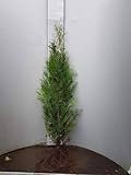 10 Thuja Brabant 100-125cm ohne Wurzel gemessen frisch vom Feld Gartenhecke Heckenpflanzen Immergrüner Lebensbaum Wurzelware