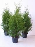Thuja occidentalis 'Brabant' 80–100 cm – Winterhart, Immergrün, Pflegeleicht – Lebensbaum – Heckenpflanze für Garten & Sichtschutz
