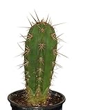 Trichocereus pachanoi 10 Samen - San Pedro Kakteen Kaktus (Mit Anzuchtanleitung)