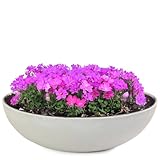 matches21 Pflanzschale für draußen - große Vintage Dekoschale beige-grau marmoriert als Blumentopf Pflanztopf - Schale in 37 x 10,5 cm als Garten Vogeltränke Balkon-Deko oder Friedhof Grabschale