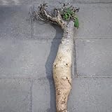 affenbrotbaum pflanze samen， baobab pflanze samen， blumen garten，gartenpflanzen winterharte kübelpflanzen，deko wohnzimmer modern bonsai topf，gartendeko für draußen baumsamen，pflanzen 200pcs