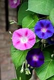 100 Samen Prunkwinde Ipomoea Purpurea, Trichterwinde, Kletterpflanze
