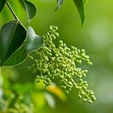 liguster bonsai deko wohnzimmer liguster heckenpflanzen winterharte sträucher garten immergrüne 400samen