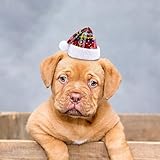 Poo4kark Eleganter Geburtstags Haarschmuck mit Spitzer Verzierung Perlen roter Glitzer verstellbare Kopfbedeckung für Haustiere als perfekte Party-Ausstattung (A, 20x5cm)