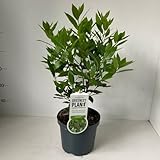 Deluxe Premium Edition-Laurus Nobilis - Lorbeer Pflanze - Gartenpflanzen Winterhart - Gartenkräuter Pflanzen LK-Gartenwelt