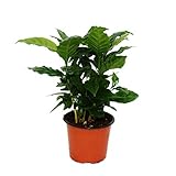 Exotenherz - Kaffeepflanze - Coffea arabica - 1 Pflanze - pflegeleicht - luftreinigend - 12cm Topf