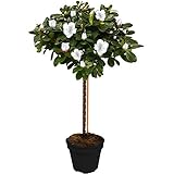 Gardeners Dream Japanische Azalee Winterhart (Azalea Japonica) - Azaleen Pflanzen Stamm - Rhododendron Pflanze - Winterharte Pflanzen für Garten - Weiß - Gesamthöhe von den Wurzeln ca. 75 cm
