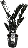'Zamioculcas Raven 60 cm – Schwarze Zamioculcas Zimmerpflanze, Pflegeleicht & Robuste Pflanze für Innenräume, Dekorative Pflanze für Wohnzimmer & Büro