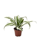 Drachenbaum White Jewel - pflegeleichte Zimmerpflanze, Dracaena Deremensis White Jewel - Höhe ca. 15 cm, Topf-Ø 6 cm