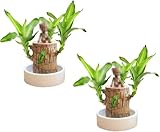 PETSBURG Brazilian Wood Lucky Plant Mini Brasilien Glücksholz Hydroponic Potted Stump Mini Plant Glücksbambus Office Desk MiniBrazil Lucky Wood Indoor Büro Desktop Pflanze (2)