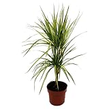 Dracaena marginata 'Sunray' - Sonnenstrahl-Drachenbaum - 17cm Topf - 2er Tuff