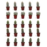 DutchLeafs Cereus Mix 20 Stück Verschiedene Mini-Kakteen - Topf 5,5 cm - Säulenkaktus Cactaceae Kaktus Kleine Pflanzen Sammlung Pflegeleichte Zimmerpflanzen - Höhe 8-15 cm