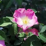 heckenrose samen - blumen deko pflanze hochbeete für garten dachbegrünung samen frühlingsblumen - Seltene pflanzen serie - winterharte pflanzen für balkon kräutersamen gartenblumen 100pcs