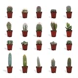 DutchLeafs Mini-Kakteen Mix 20 Stück Verschiedene Kakteen - Topf 5,5 cm - Kleine Pflanzen Mischung Kakteen Starter Set Pflegeleichte Zimmerpflanzen - Höhe 8-15 cm
