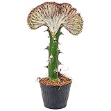 Euphorbia lactea 'Cristata' | Kaktus - Pro Stück - Zimmerpflanze - Mehrjährig - ⌀11 cm - 25-30 cm