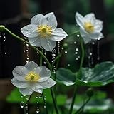 diphylleia grayi - küchenkräuter balkonpflanzen, hochbeet gartendeko blumenwiese bodendecker gartenkräuter 125samen