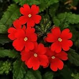 verbena hybrida bodendecker, verbena hortensis, kräuterpflanzen exotische blumenbeet schnittblumen 300samen