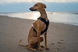 EDEL&SCHNELL orthopädisches Hundebett mit waschbarem Bezug handgefertigt, Whippet Greyhound Galgo rundes Hundekissen mit kuscheligem Bezug (90 mit Bezug grau)