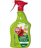 PROTECT GARDEN Lizetan AF Zierpflanzen-und Rosen-Spray, gegen Schädlinge an Rosen, Zierpflanzen, Obst und Gemüse, 500 ml