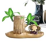 Generisch Brasilianische Glücksholzpflanze - Glückliche Brasilianische Holzpflanze Mit Mönchstatuen, Hydroponisches Glücksholz, Pflanzen In Innenräumen Für Desktop