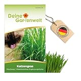 Katzengras Samen - Avena sativa und Lolium perenne - Katzengrassamen - 10 g Saatgut für etwa 5 Töpfe