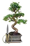 Genki-Bonsai Anfänger Bonsai-Set chin. Liguster (ca. 30-35cm, 3-teiliges Set) + Schere, Untersetzer - Bonsai Starterpaket Komplettset